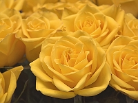 Yellow Roses 1